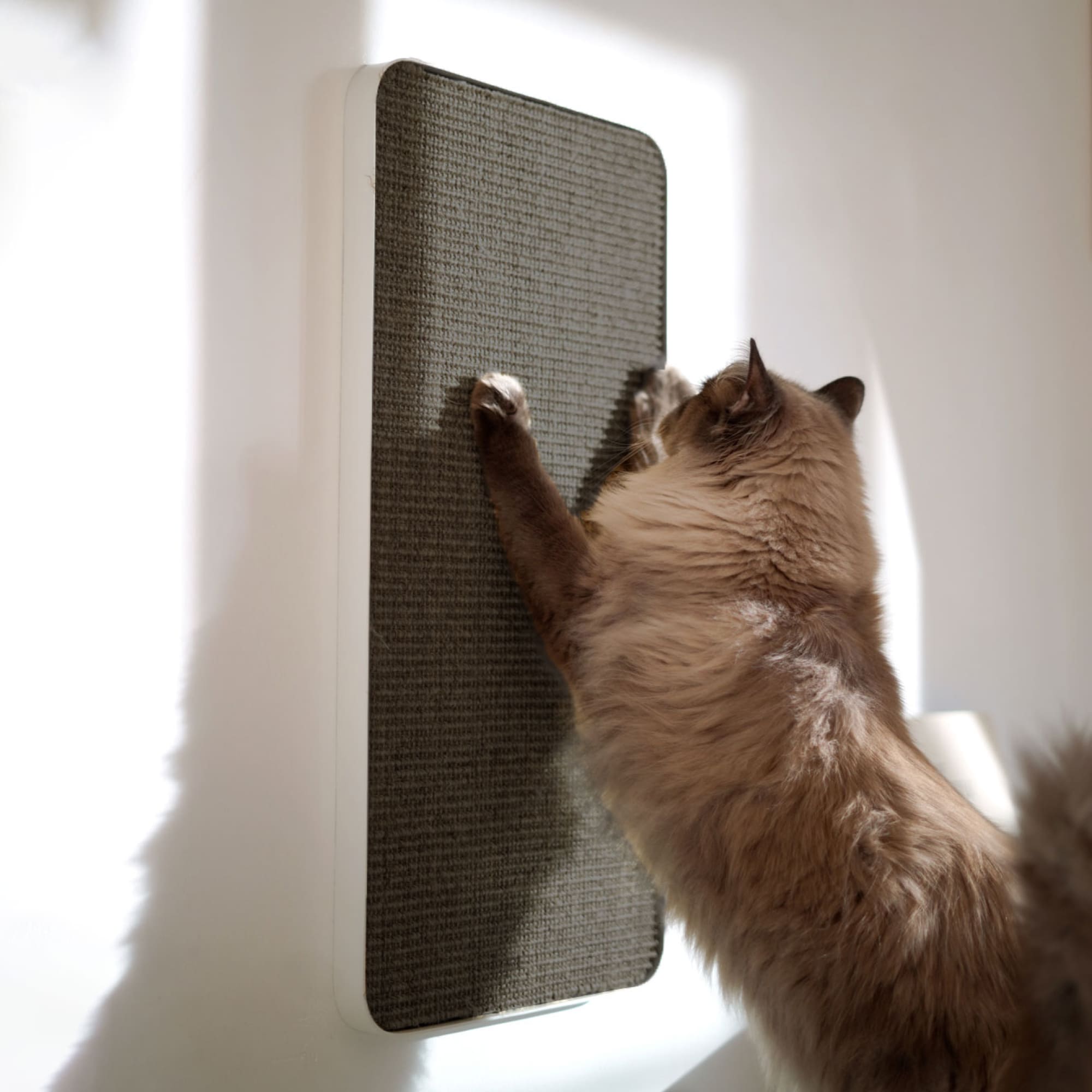 Purrline Scratchpad