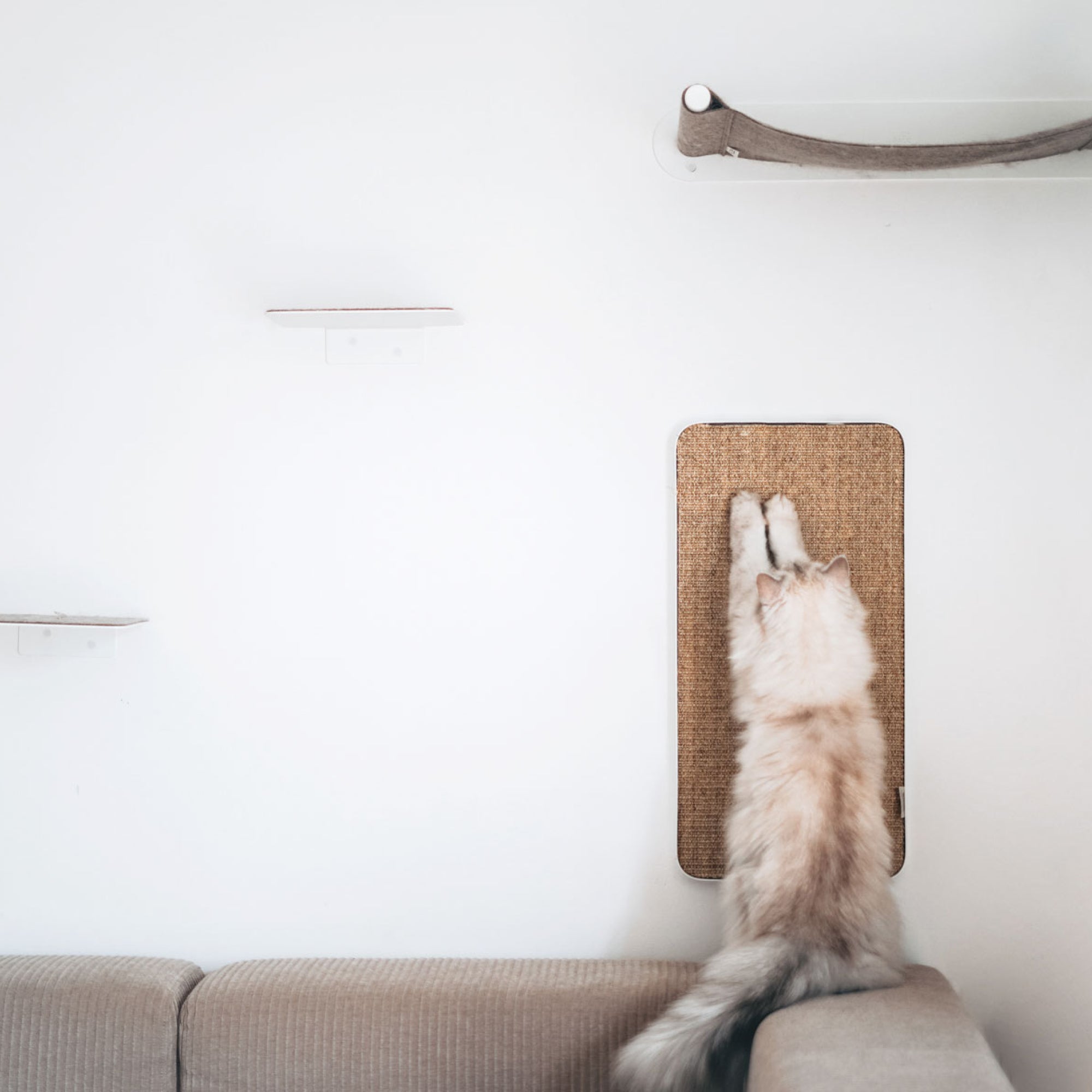 Purrline Scratchpad