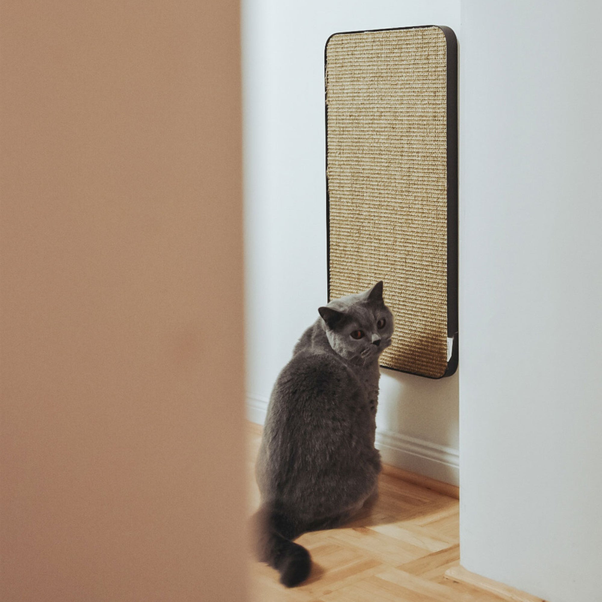 Purrline Scratchpad